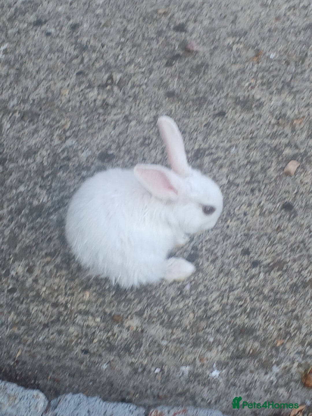 Netherland Dwarf rabbits for sale: Selling 1 nerherland dwarf girl bunny with cage  - Image 10