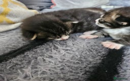 British Longhair cats for sale: Longhaired grey and black kittens, 2 ready now - Image 10