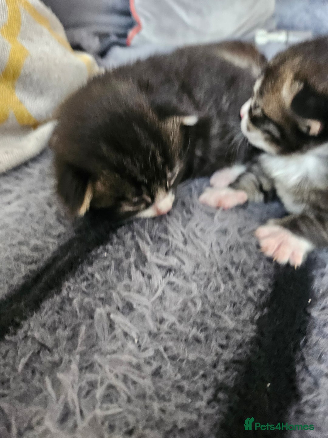 British Longhair cats for sale: Longhaired grey and black kittens, 2 ready now - Image 10