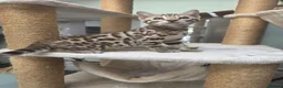 Bengal cats for sale: TICA REGISTERED BROWN ROSETTED BENGAL KITTENS  - Advert 6
