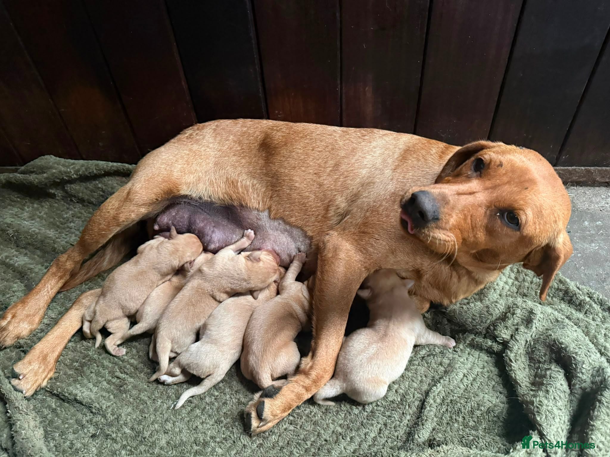 Labrador Retriever dogs Red & Yellow Labrador Puppies - Advert 1