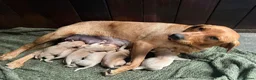 Labrador Retriever dogs for sale: Red & Yellow Labrador Puppies - Advert 1