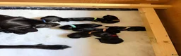 Labrador Retriever dogs for sale: KC Registered, Fully Health Tested  - Advert 6