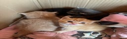 Mixed Breed cats for sale: Beautiful family kittens - Advert 4