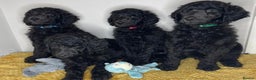 Standard Poodle dogs for stud: Champion Proven Gentle Poodle Available for Stud in Swindon - Advert 10
