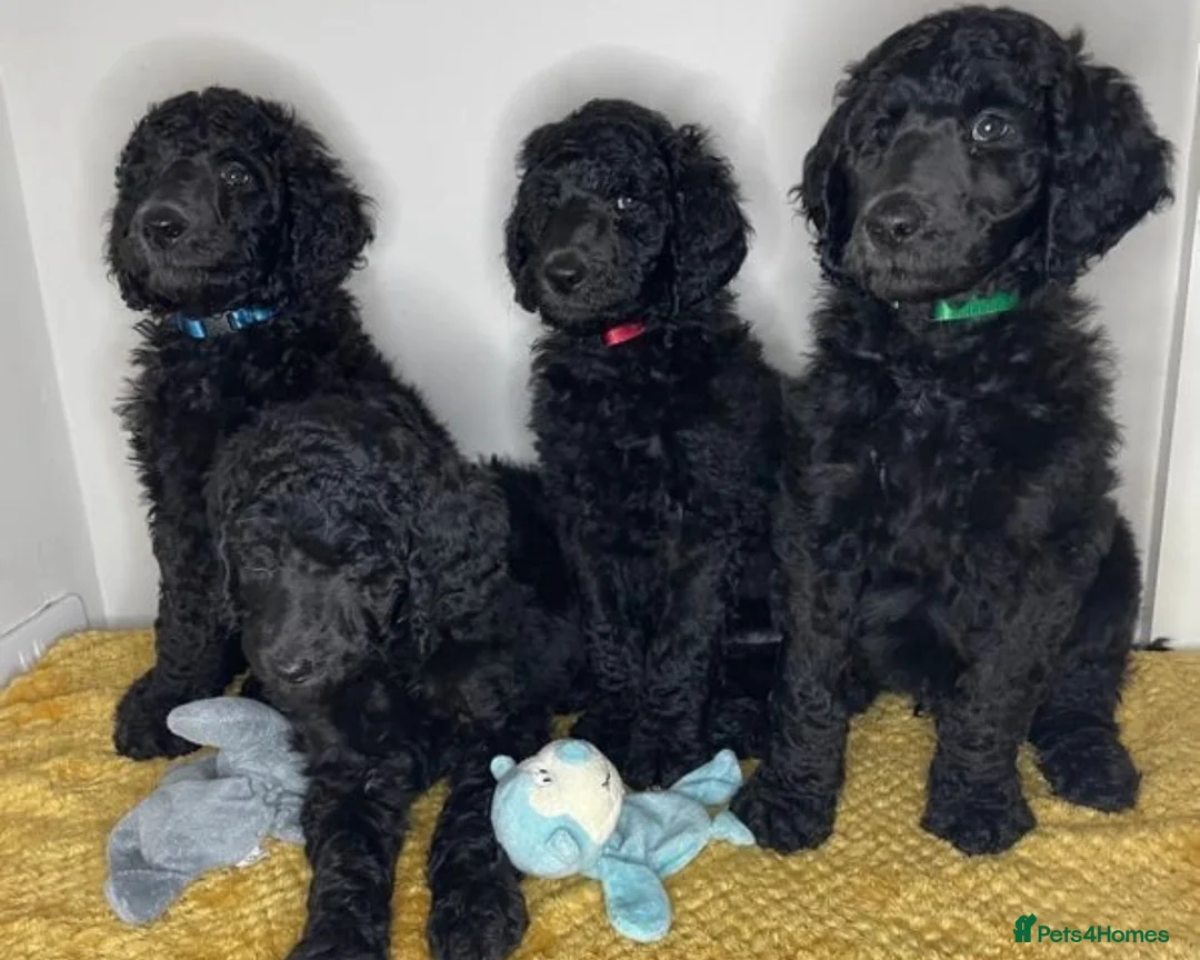 Standard Poodle dogs for stud: Champion Proven Gentle Poodle Available for Stud in Swindon - Advert 10