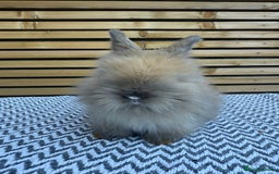 Angora rabbits for sale: Full Face English Angora’s  - Image 9