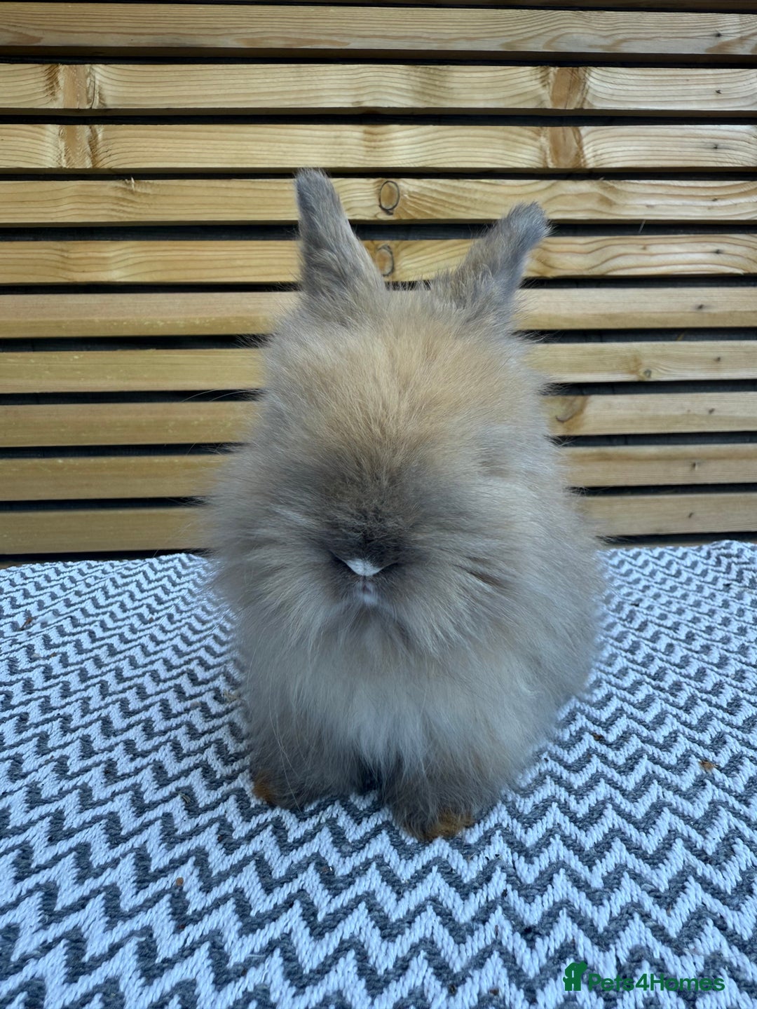 Angora rabbits for sale: Full Face English Angora’s  - Image 9