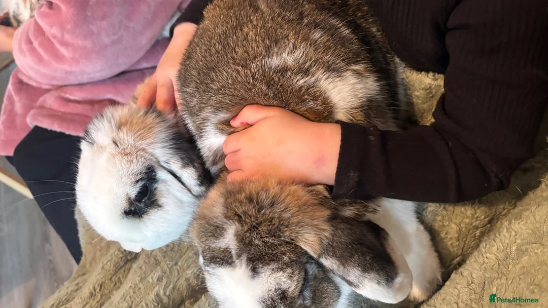 Mini Lop rabbits for sale: Doe and Buck mini lop - Advert 3