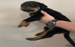 Rottweiler dogs for sale: Chunky Rottweilers for Sale - Image 13