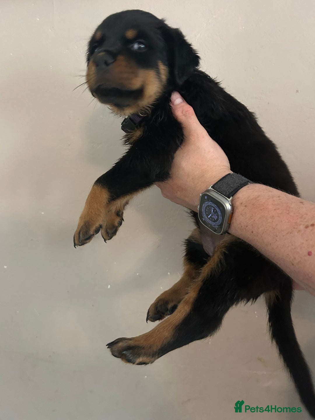 Rottweiler dogs for sale: Chunky Rottweilers for Sale - Image 13