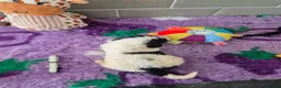 Saint Berdoodle dogs for sale: Miniature F1b Saint Bernadoodles  - Advert 25