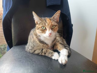 Bengal cats - Advert 2