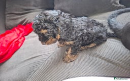 Cockapoo dogs for sale: 2 girls  - Image 2