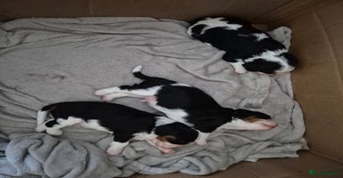 Cavalier King Charles Spaniel dogs - Advert 4