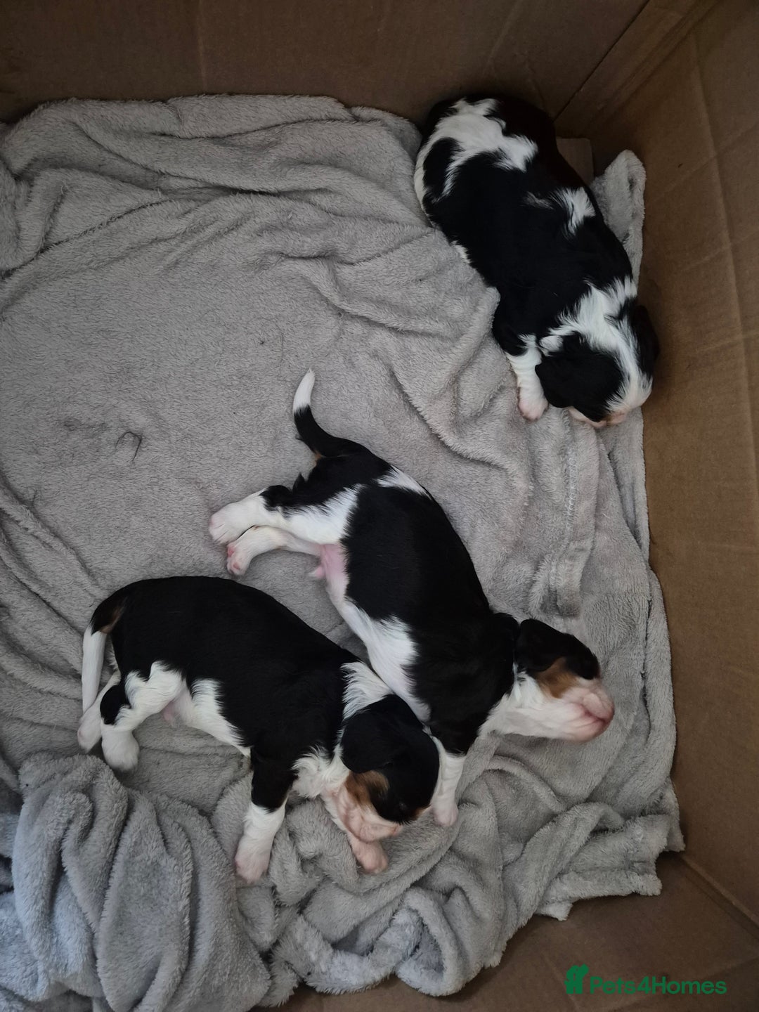Cavalier King Charles Spaniel dogs for sale: 2 Beautiful Boys - Image 2