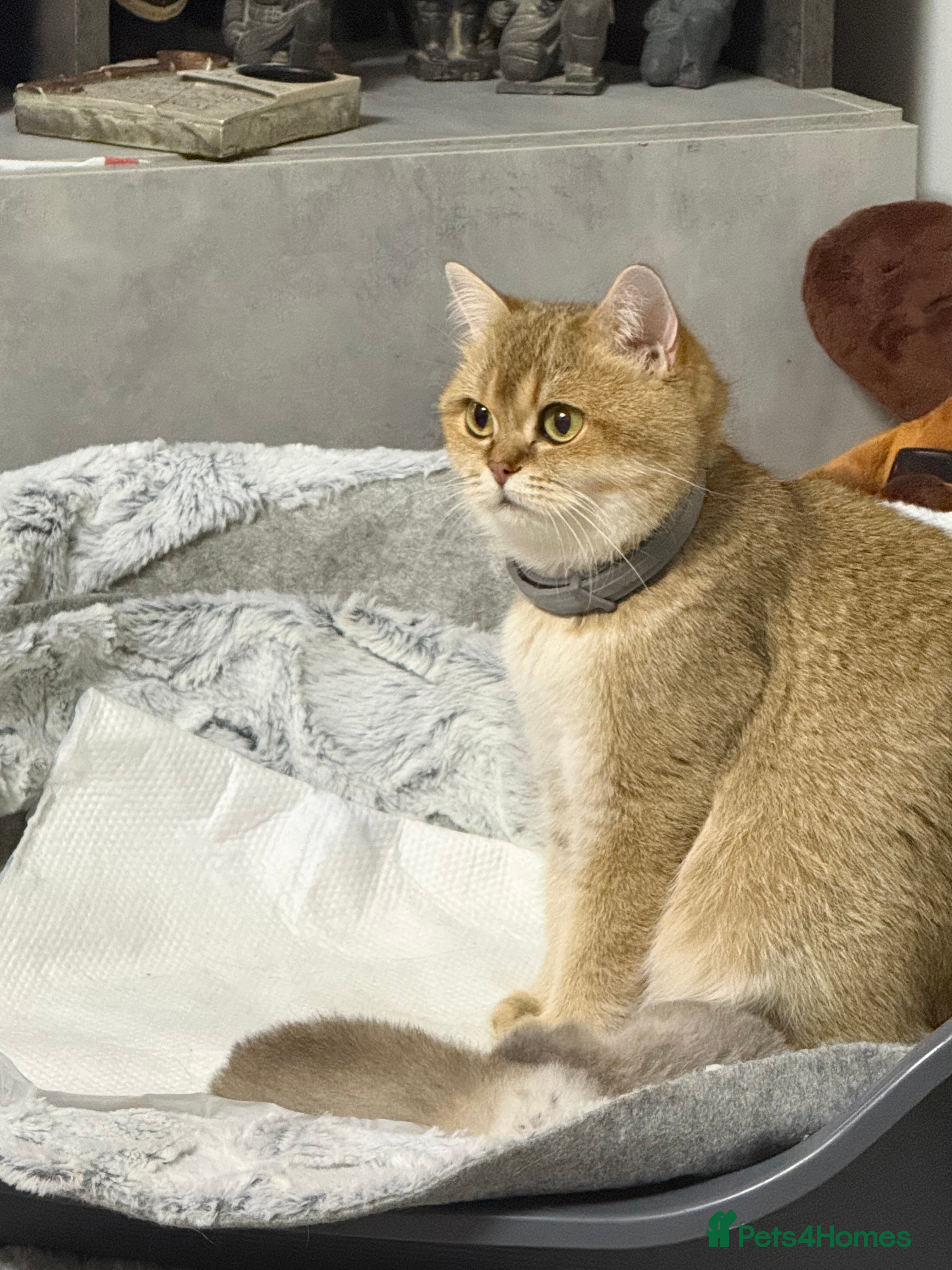 British Shorthair cats British shorthair silver tipped - Advert 1