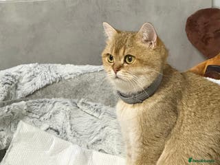 British Shorthair cats British shorthair silver tipped - Advert 18