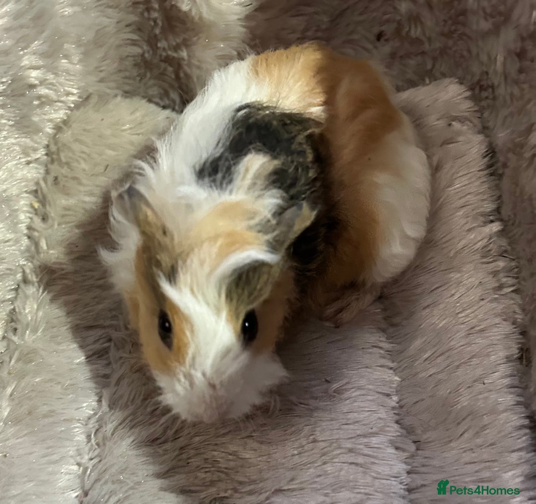 Guinea Pig rodents for sale: GORGEOUS BABY GUINEA PIGS - Advert 12
