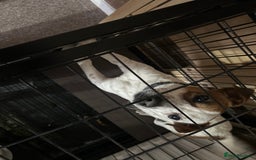 Jack Russell dogs for sale: rusyi - Image 3