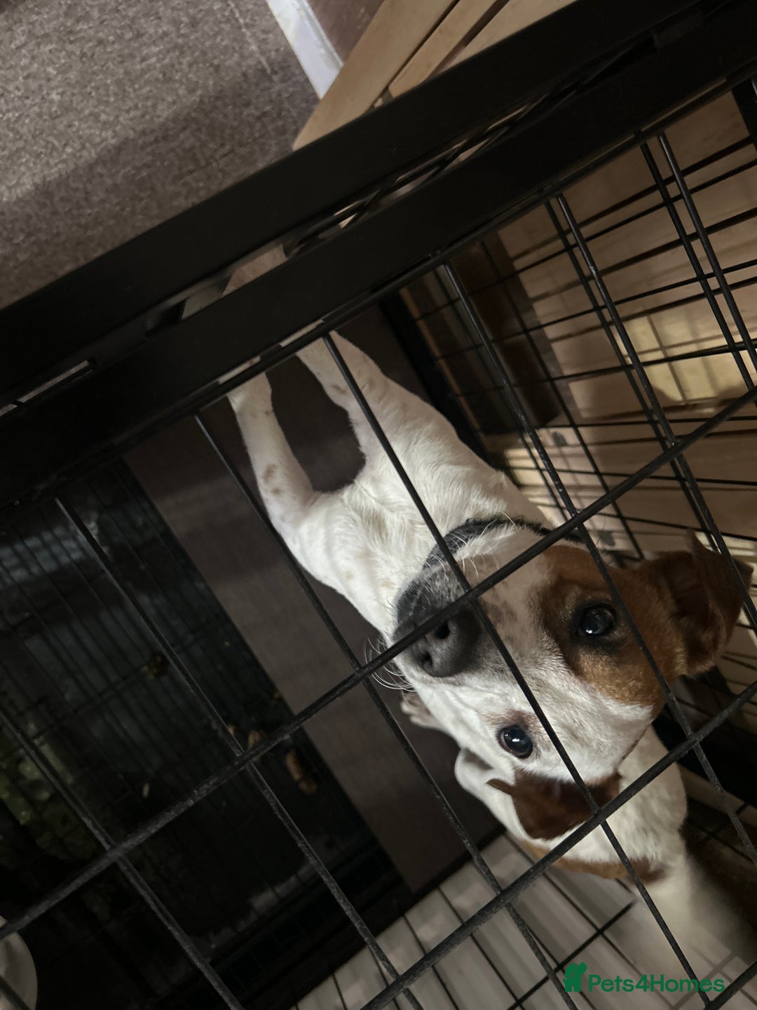Jack Russell dogs for sale: rusyi - Image 3