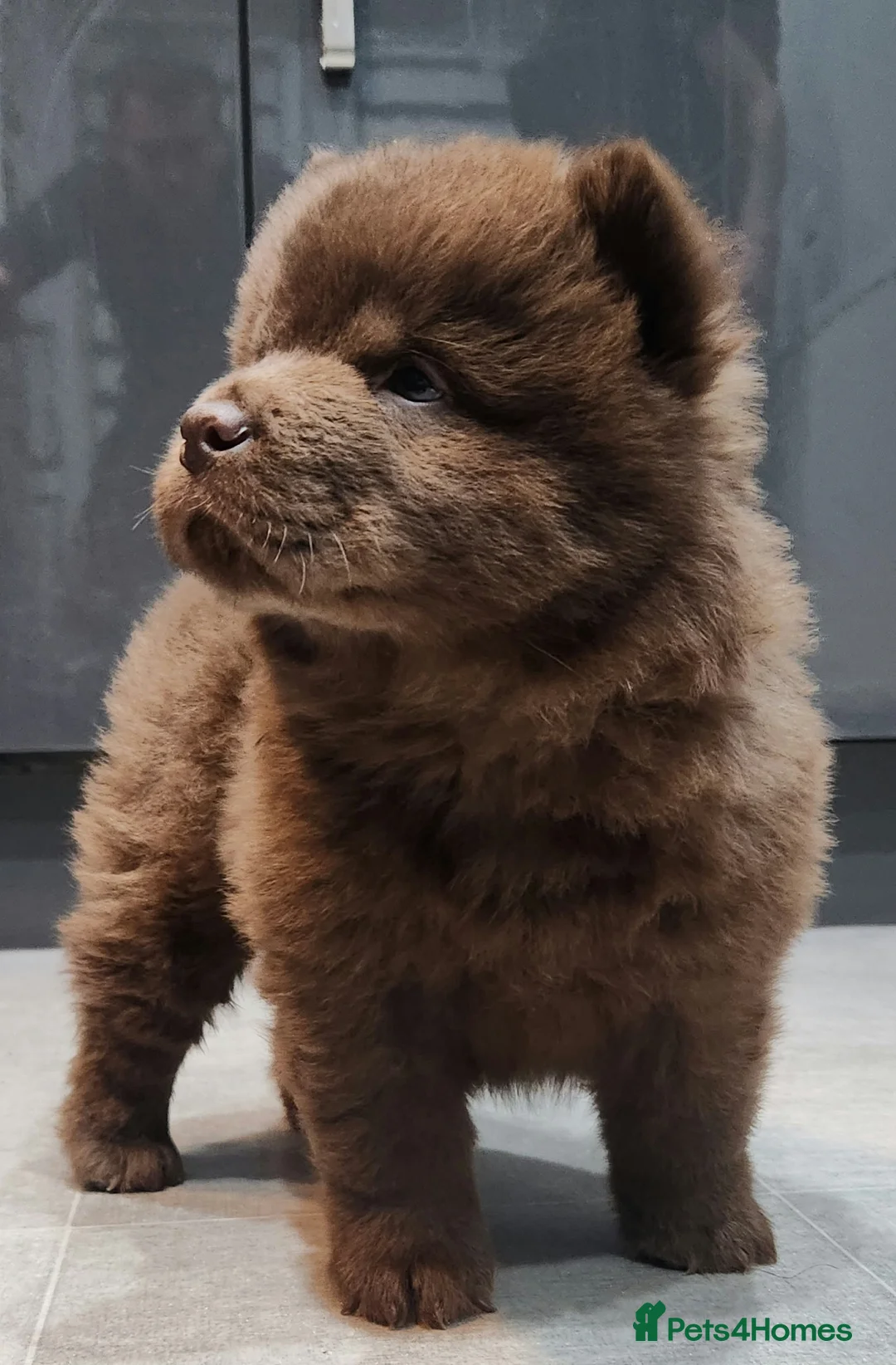 Chow Chow dogs for sale: Chow chow pedigree pups REDUCED!! - Advert 28