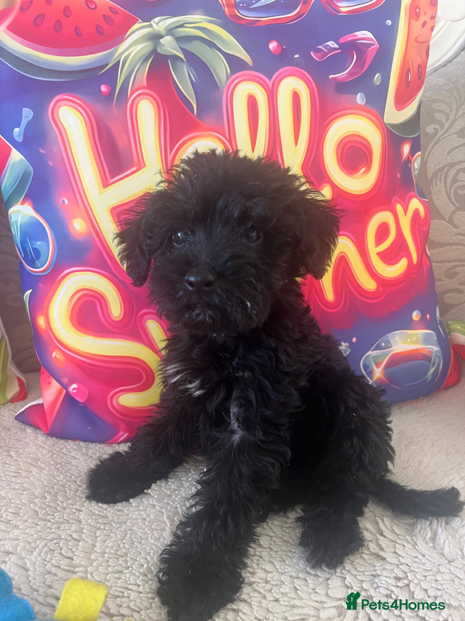 Miniature Schnauzer dogs 🐾🐶Adorable Cavaschnauzer Pups 🐶🐾 - Advert 2