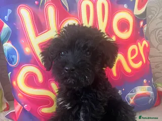 Miniature Schnauzer dogs 🐾🐶Adorable Cavaschnauzer Pups 🐶🐾 - Advert 3