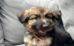 German Shepherd dogs for sale: *READY NOW!!* KC DNA BVA German Shepherds - Image 11