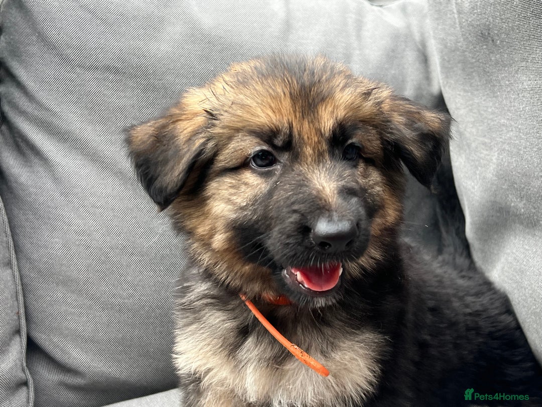 German Shepherd dogs for sale: *READY NOW!!* KC DNA BVA German Shepherds - Image 11