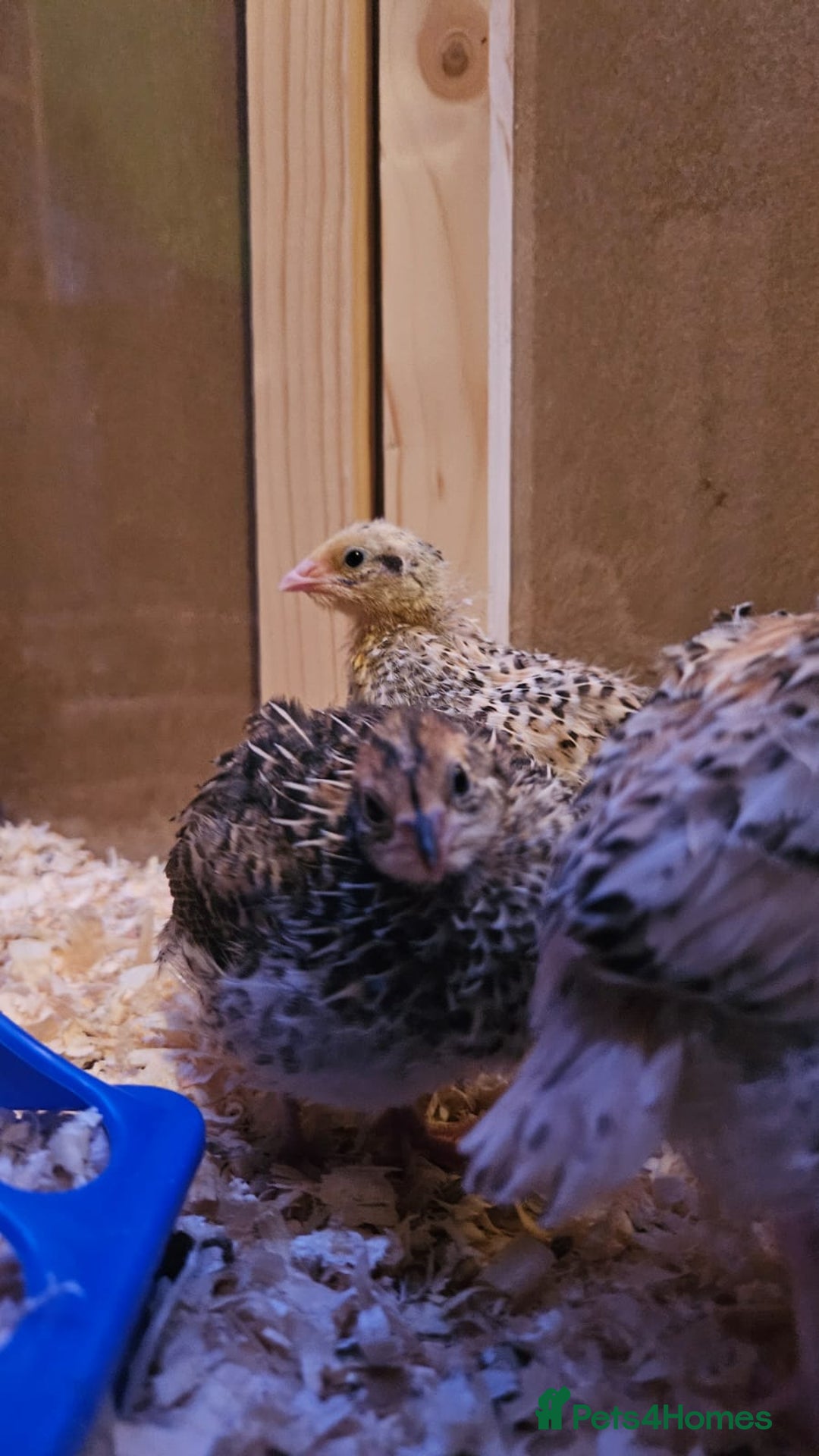 Quail poultry for sale: Beautiful coturnix quail chicks - Advert 5