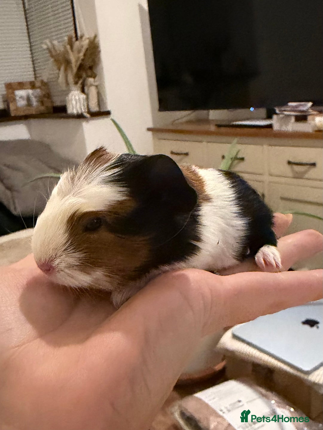 Guinea Pig rodents for sale: Pair of boar (male) guinea pigs  - Advert 3