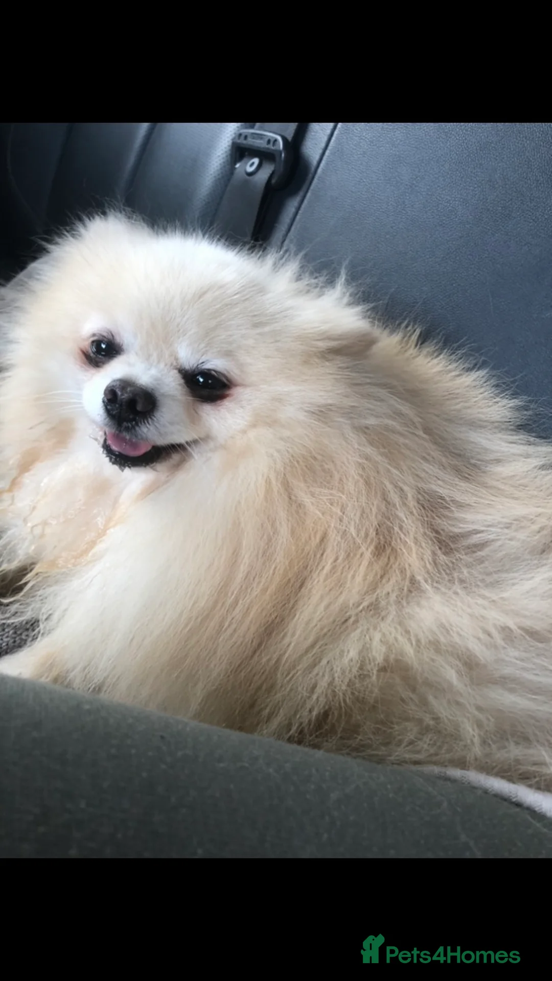 Pomeranian dogs for stud: 1.9kg tiny Proven Ukraine import stud kc reg  in Ferryhill - Advert 7