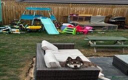 Siberian Husky dogs for sale: Siberian Husky - Advert 2