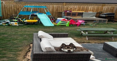 Siberian Husky dogs Siberian Husky - Advert 3