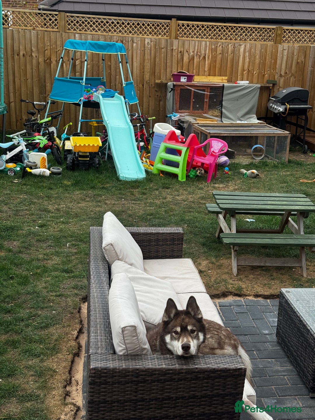 Siberian Husky dogs for sale: Siberian Husky - Advert 2