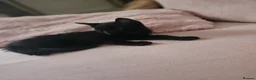 Mixed Breed cats for sale: Kittens - Advert 20