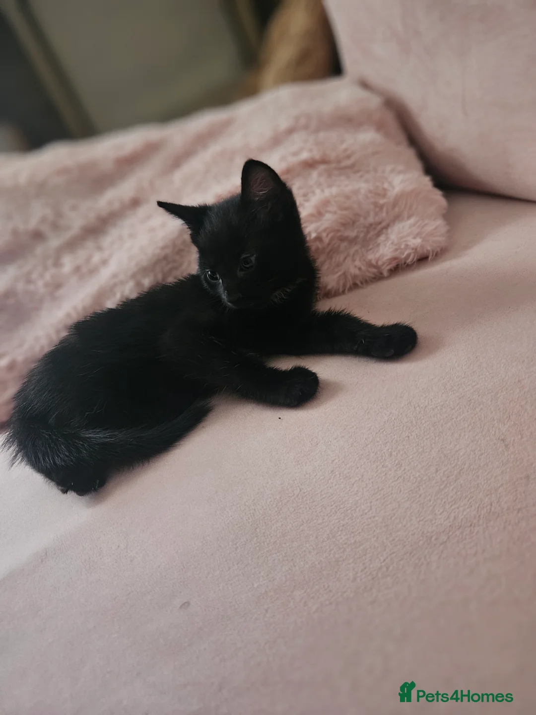 Mixed Breed cats for sale: Kittens - Advert 20