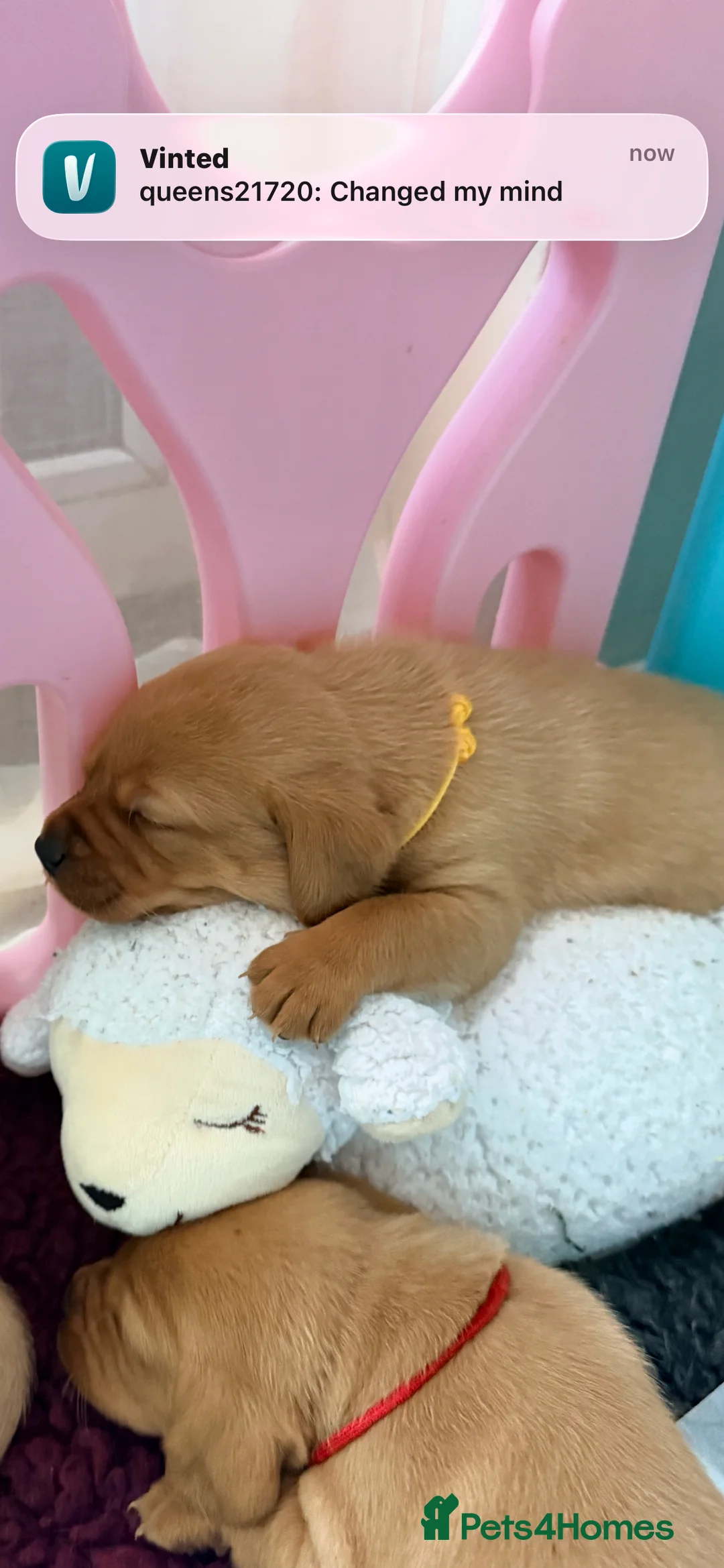 Labrador Retriever dogs for sale: Outstanding litter Labrador retrievers  - Advert 36