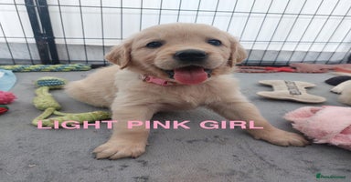 Golden Retriever dogs - Advert 7