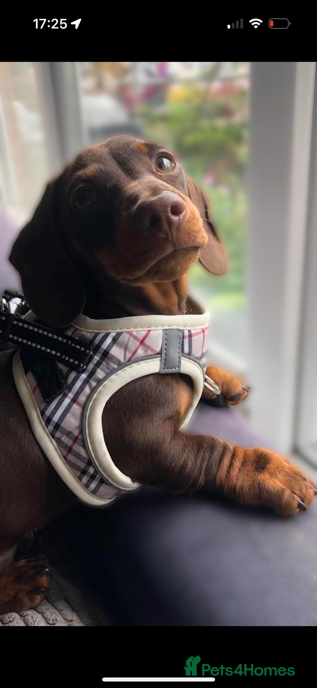 Miniature Dachshund dogs for sale: BEAUTIFUL PRA CLEAR & KC REG MINIS - Advert 14