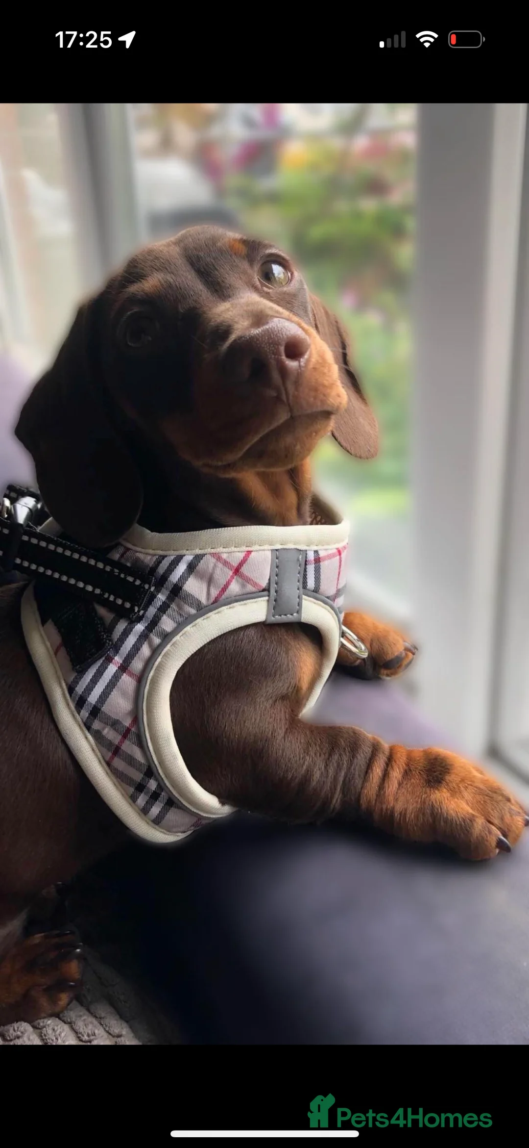 Miniature Dachshund dogs for sale: BEAUTIFUL PRA CLEAR & KC REG MINIS - Advert 19