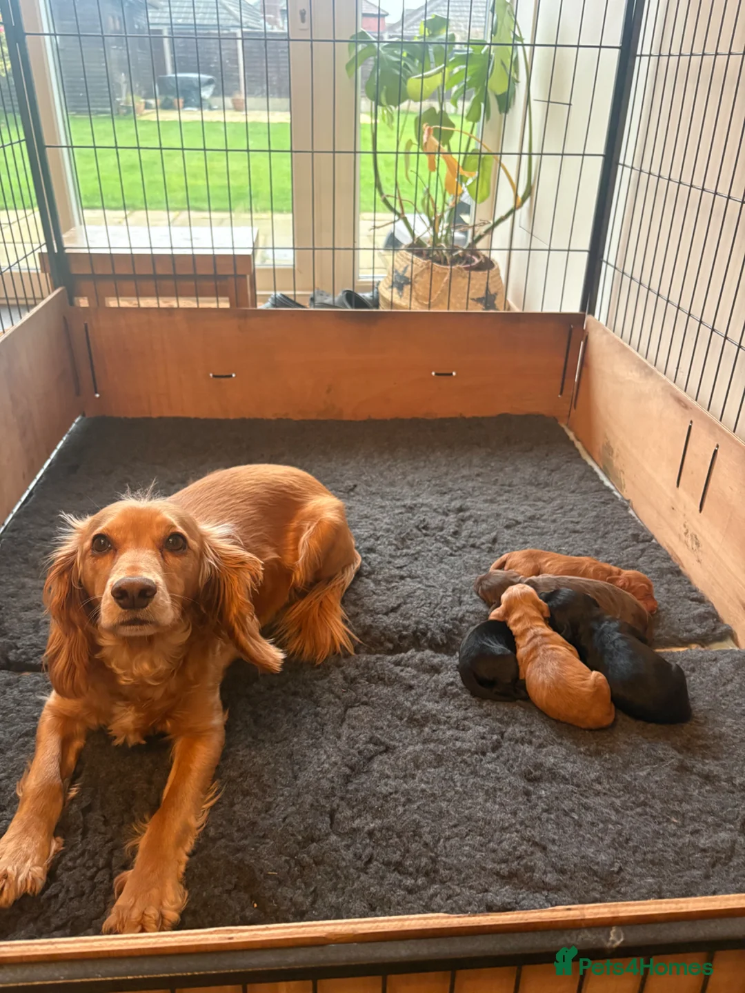 Cocker Spaniel dogs for sale: Working Cocker Spaniel Pups - Advert 15