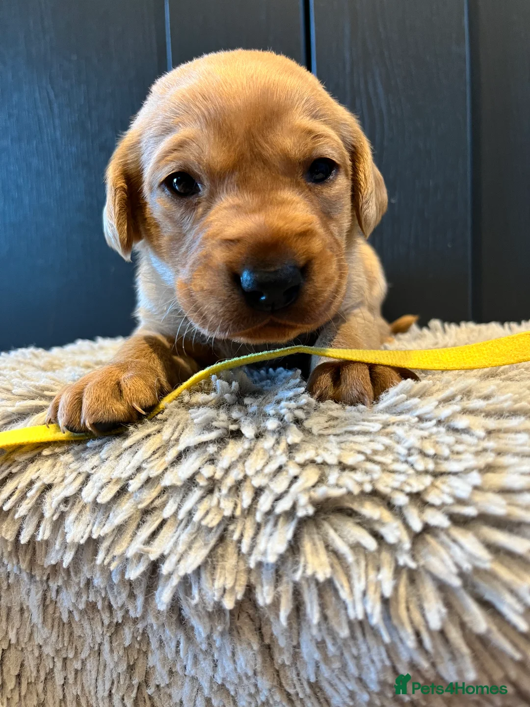 Labrador Retriever dogs for sale:  Fox red Labrador pups for sale, KC registered - Advert 36