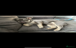 French Bulldog dogs for sale: French Bulldog Male 24 months old  - Image 4