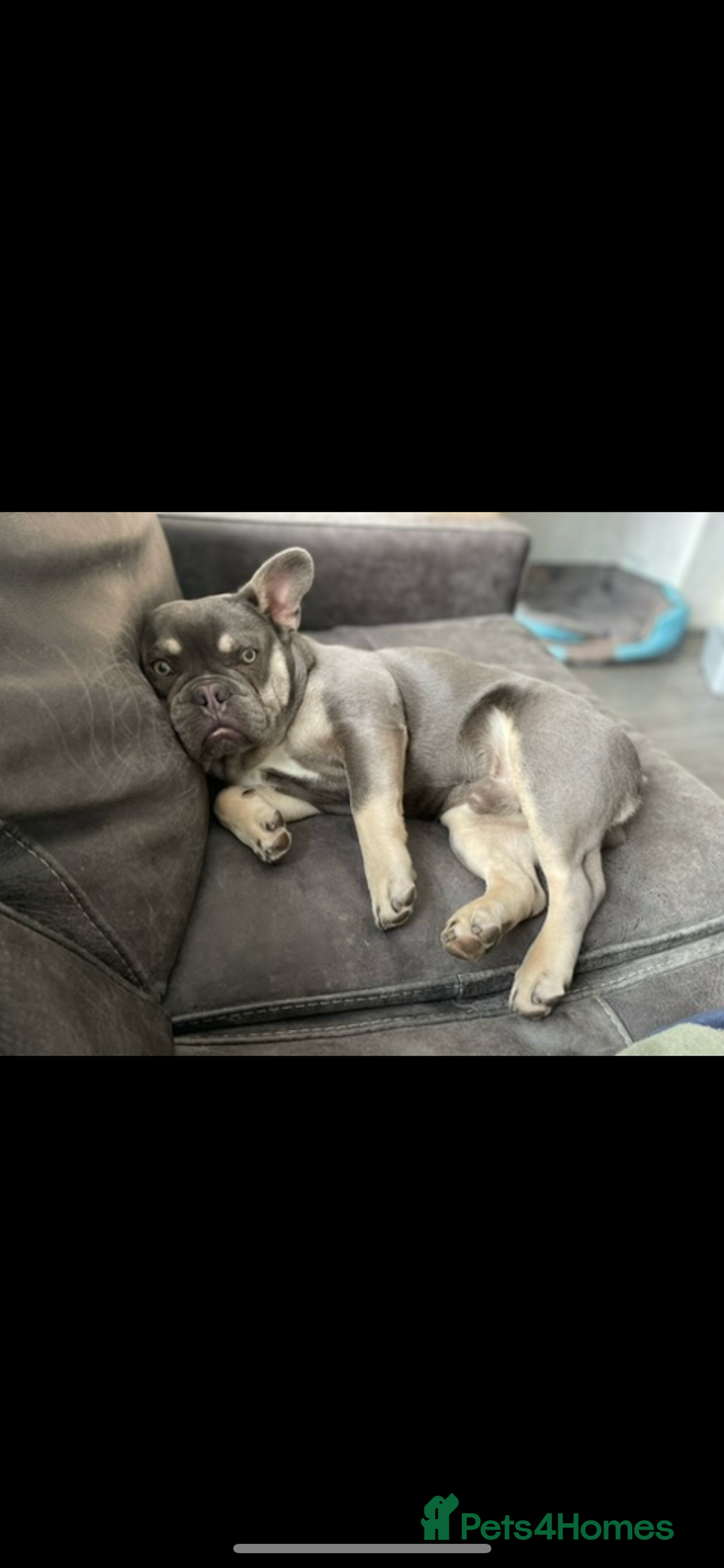 French Bulldog dogs for sale: French Bulldog Male 24 months old  - Image 4