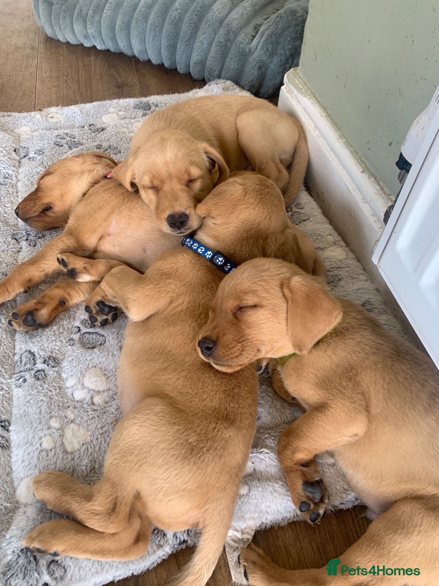 Labrador Retriever dogs Adorable KC Labrador puppies 🐾 - Advert 16