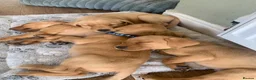 Labrador Retriever dogs for sale: Adorable KC Labrador puppies 🐾 - Advert 1