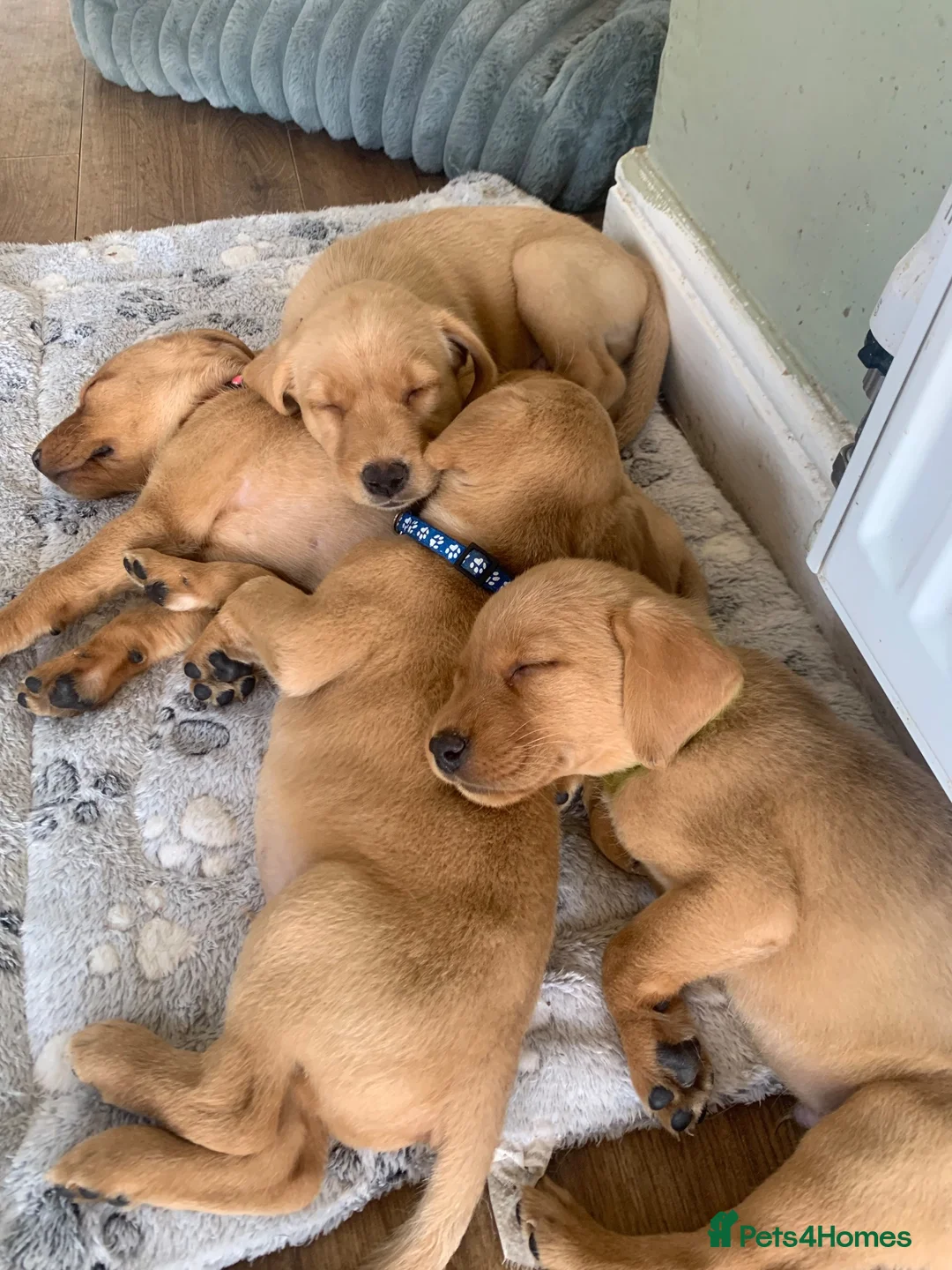 Labrador Retriever dogs for sale: Adorable KC Labrador puppies 🐾 - Advert 1