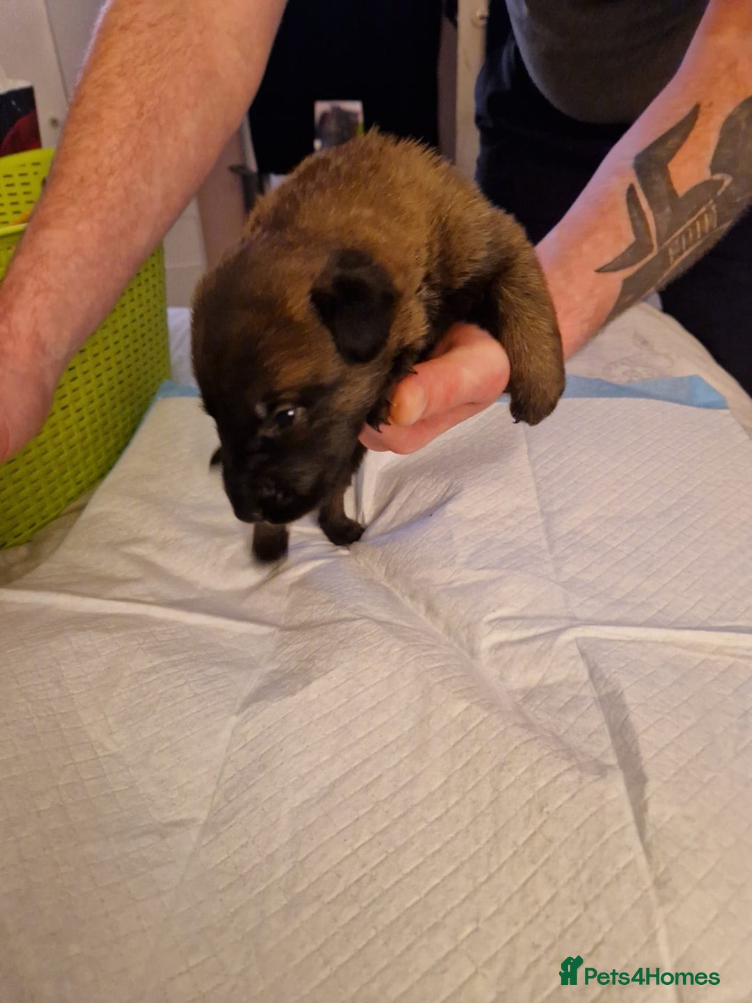 Belgian Shepherd Dog dogs for sale: 100% Belgian Malinois - Advert 4